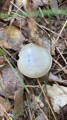 Clitocybe odora