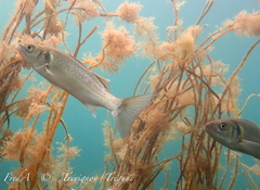 Dicentrarchus labrax