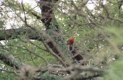 Campephilus leucopogon