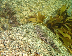 Gobius cobitis