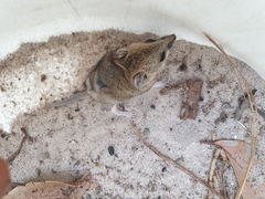 Sminthopsis crassicaudata