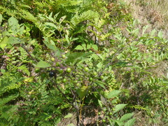 Atropa belladonna