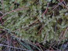 Ptychomnion aciculare