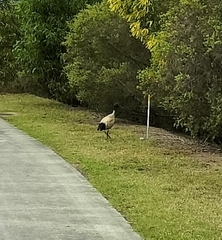 Threskiornis molucca
