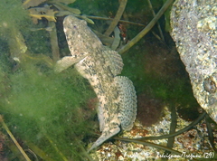 Gobius cobitis