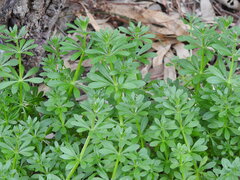 Galium