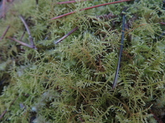 Thuidiopsis