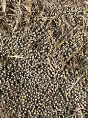 Helichrysum argyrosphaerum