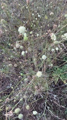 Scabiosa ochroleuca