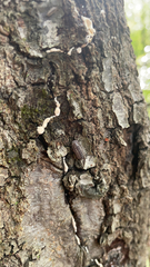 Armadillidium nasatum