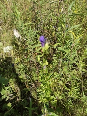 Gentianopsis crinita
