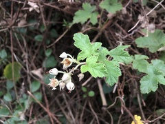 Rubus nagasawanus