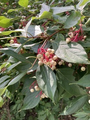Cornus racemosa