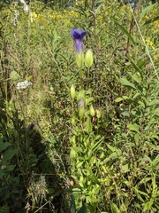 Gentianopsis crinita