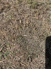 Helichrysum argyrosphaerum