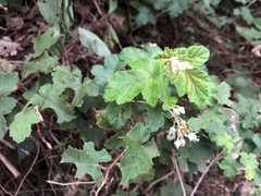 Rubus nagasawanus