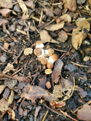 Asterophora lycoperdoides