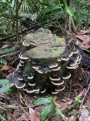 Ischnoderma benzoinum