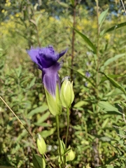 Gentianopsis crinita