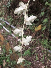 Rubus nagasawanus