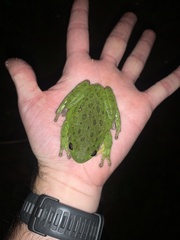 Hyla gratiosa