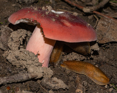 Russula rhodocephala