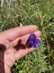 Gentianopsis crinita