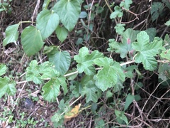 Rubus nagasawanus