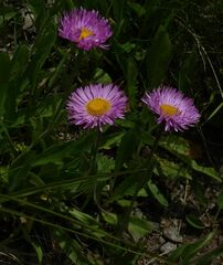 Erigeron caucasicus venustus