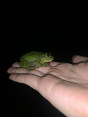 Hyla gratiosa