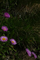 Erigeron caucasicus venustus