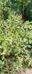 Ziziphus mauritiana
