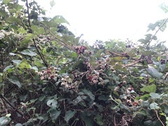 Rubus nagasawanus