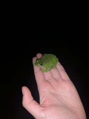 Hyla gratiosa
