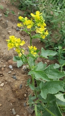 Rhamphospermum arvense