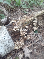 Armillaria borealis
