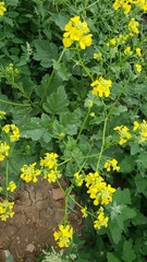 Rhamphospermum arvense