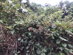 Rubus nagasawanus