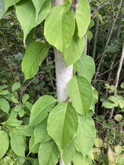 Celastrus scandens