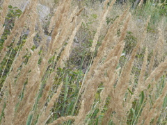 Calamagrostis