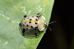 Aspidimorpha miliaris