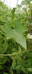 Luffa aegyptiaca