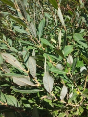 Salix cinerea