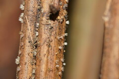 Hispidula dicksoniae