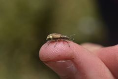 Mimographus