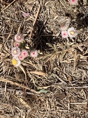Helichrysum argyrosphaerum