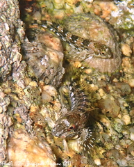 Lipophrys pholis