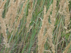 Calamagrostis