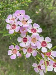 Chamelaucium uncinatum