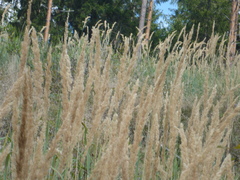Calamagrostis